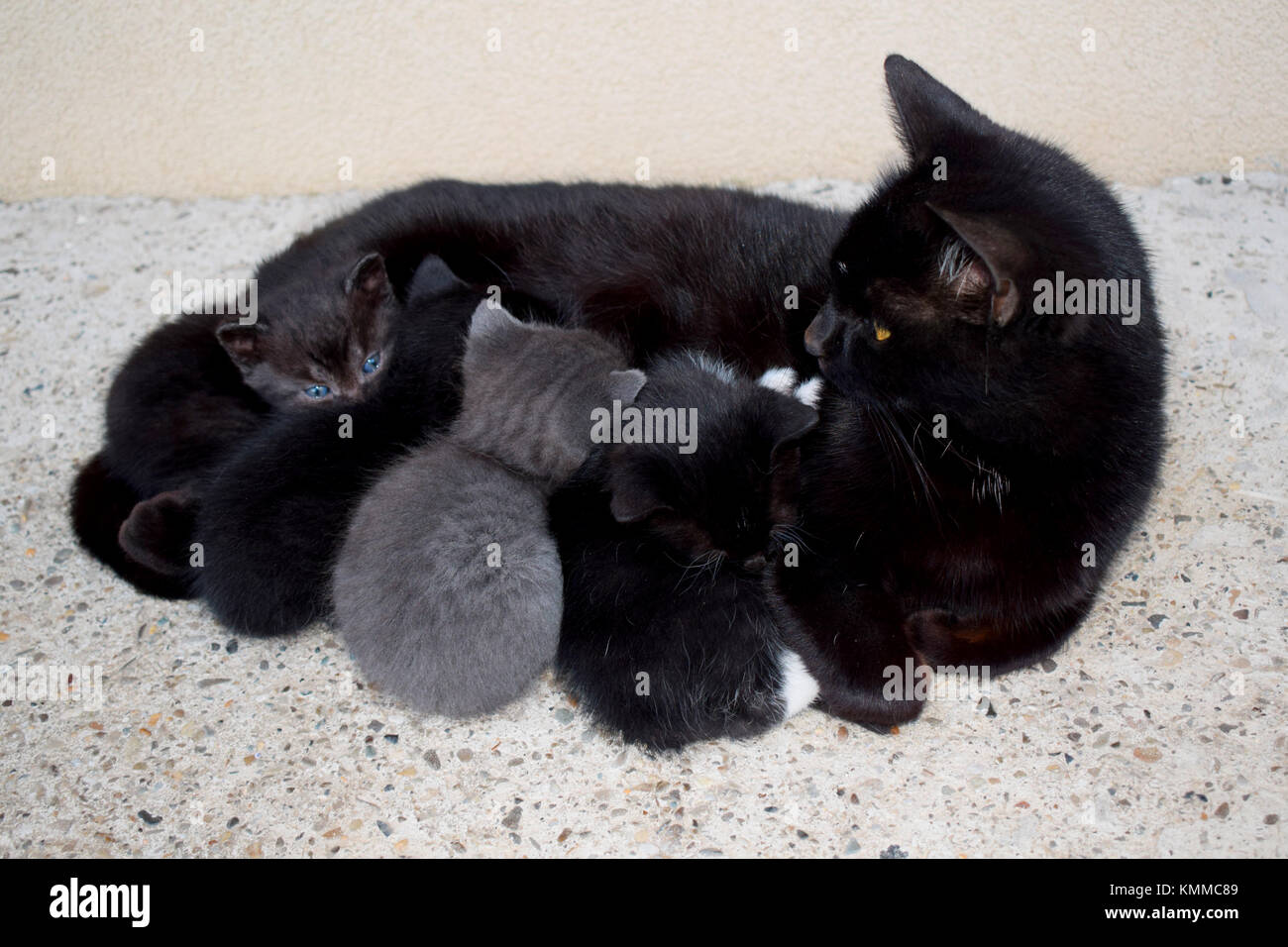 Black mama cat nursing her 4 kittens in the outdoors Stock Photo