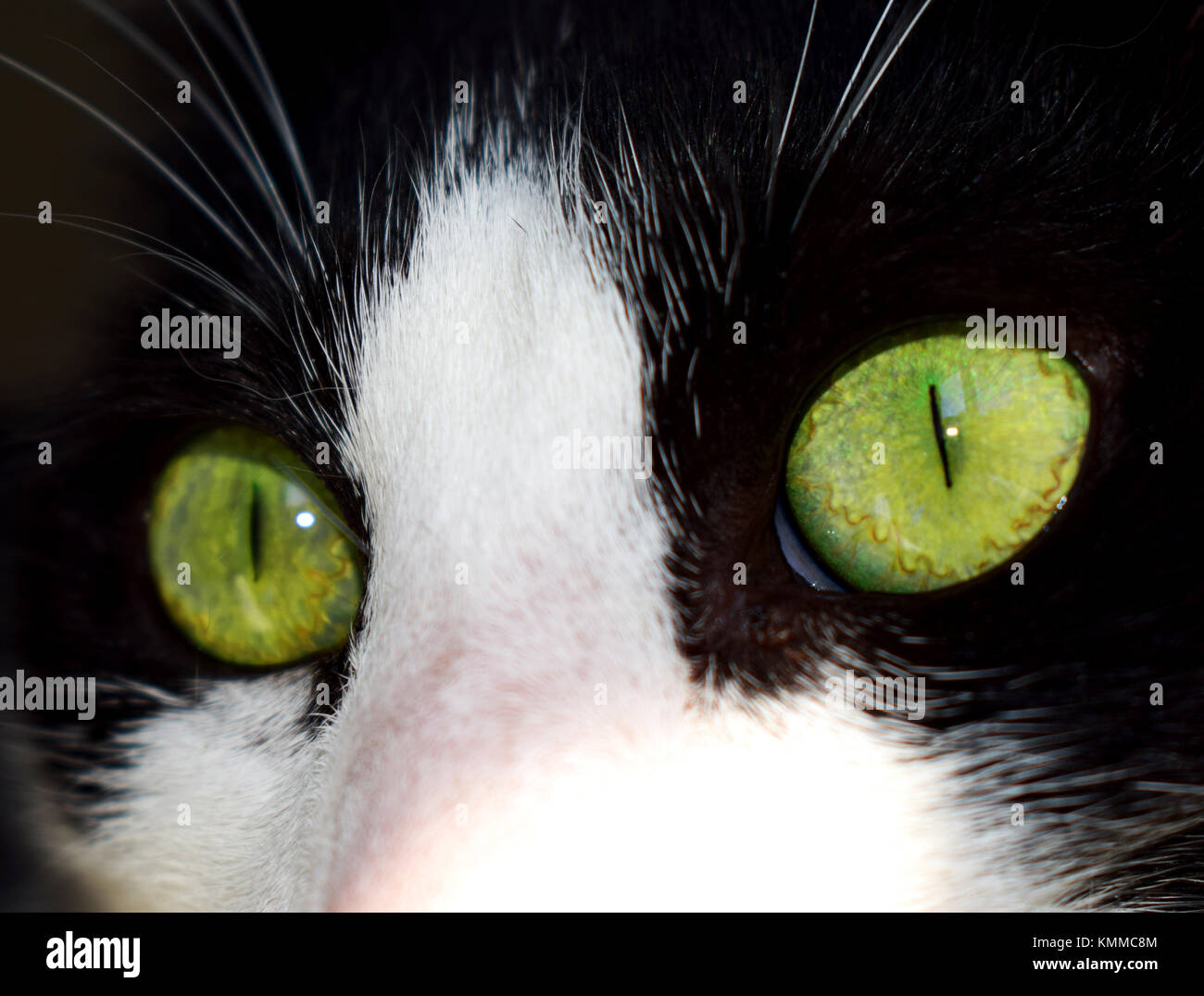 Black and white cat closeup portrait Stock Photo - Alamy