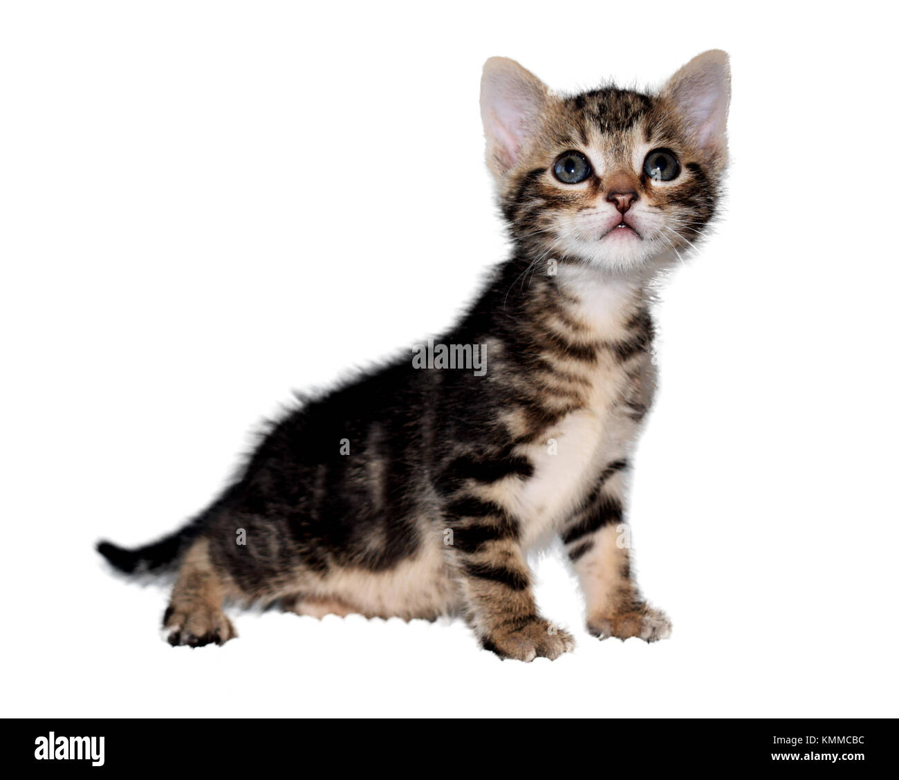 Playful Baby Kitten Cat Cut Out Stock Images Pictures Alamy Playful Baby Kitten Cat Cut Out Stock Images Pictures Alamy