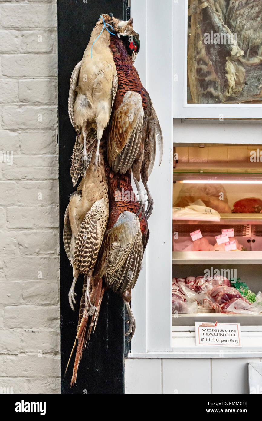 Ludlow, Shropshire, UK. Pheasants hanging outside one of the town's award winning butchers shops, ready for Christmas Stock Photo