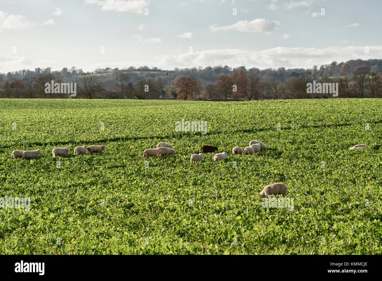 Herefordshire, UK. A field of sheep in winter grazing on sugar beet or fodder beet tops Stock Photo