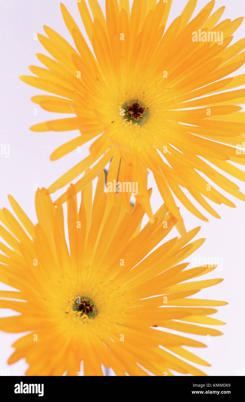 Livingstone Daisies (Mesembryanthemum sp Stock Photo Alamy