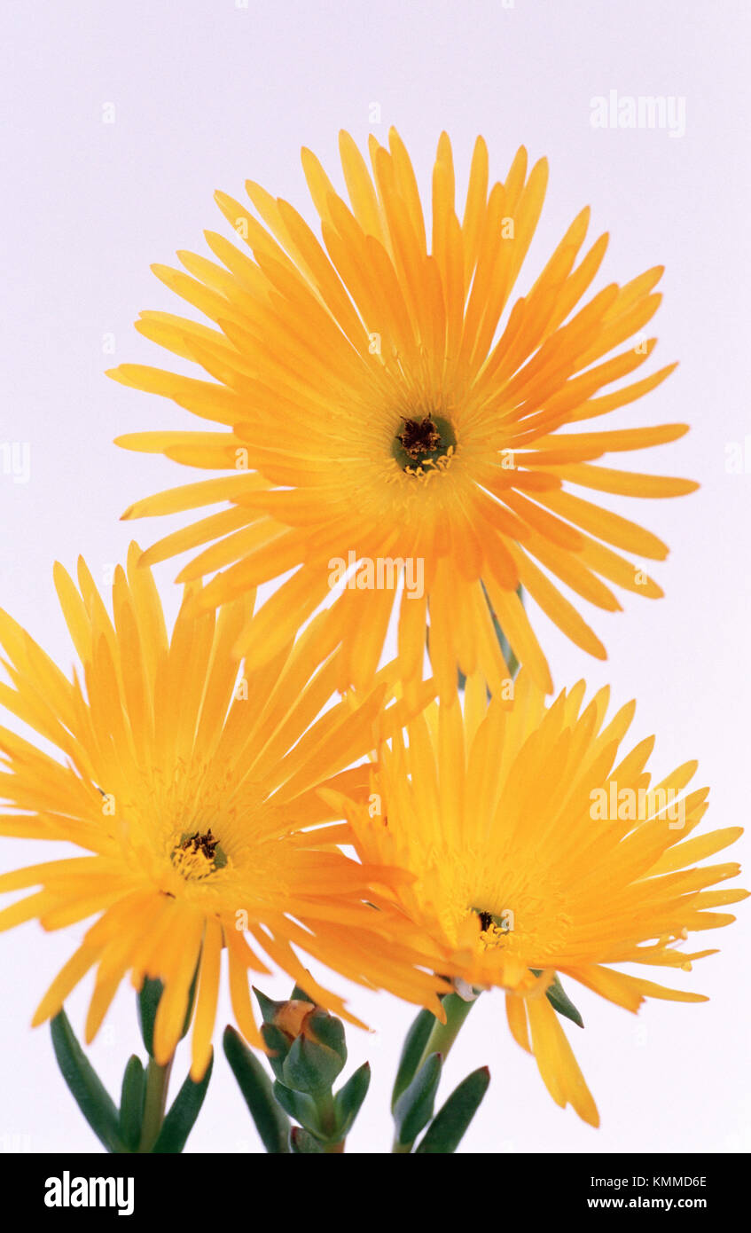 Livingstone Daisies (Mesembryanthemum sp Stock Photo Alamy