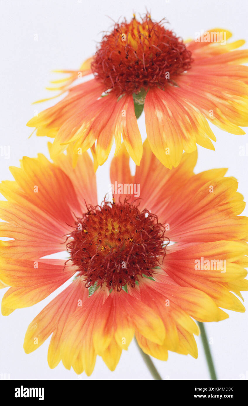 Blanketflowers Gaillardia sp Stock Photo Alamy