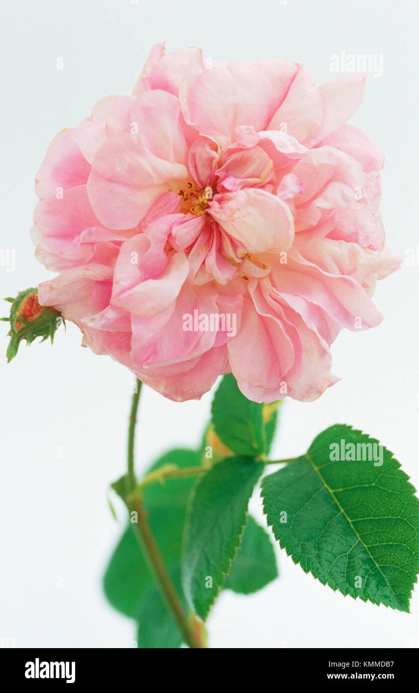 Cabbage Rose (Rosa centifolia Stock Photo Alamy