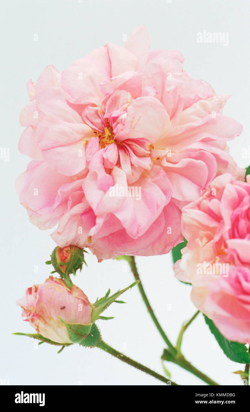Rosa centifolia cabbage rose High Resolution Stock Photography and ...