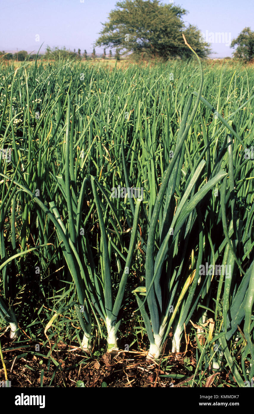 Indian food crop hi-res stock photography and images - Alamy