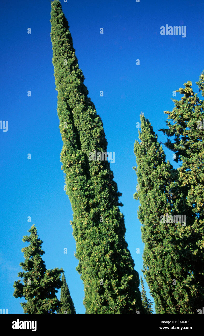 Italian Cypress, Cupressus sempervirens Stock Photo Alamy