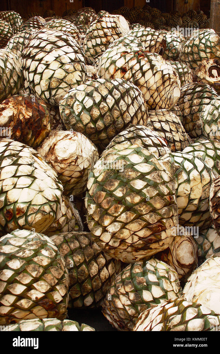 Tequila Agave (Agave tequilana). Guadalajara, Jalisco, Mexico Stock