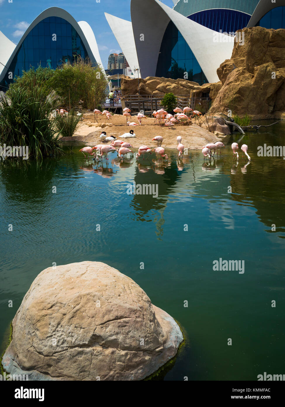 Flamingos by the waters of L'Oceanografic, City of Arts and Sciences, Valencia, Spain. Stock Photo