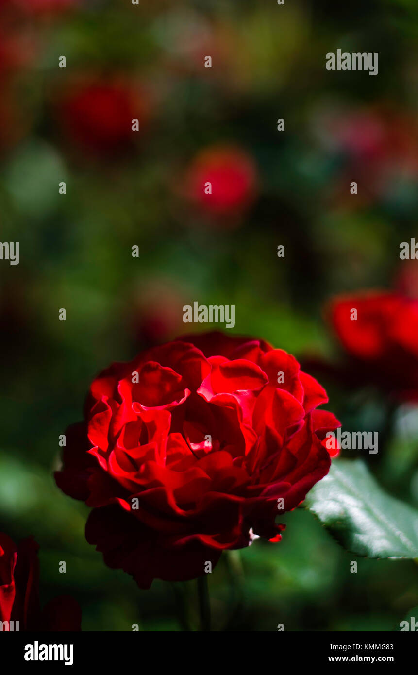 Simple red rose being shone upon by a ray of light Stock Photo