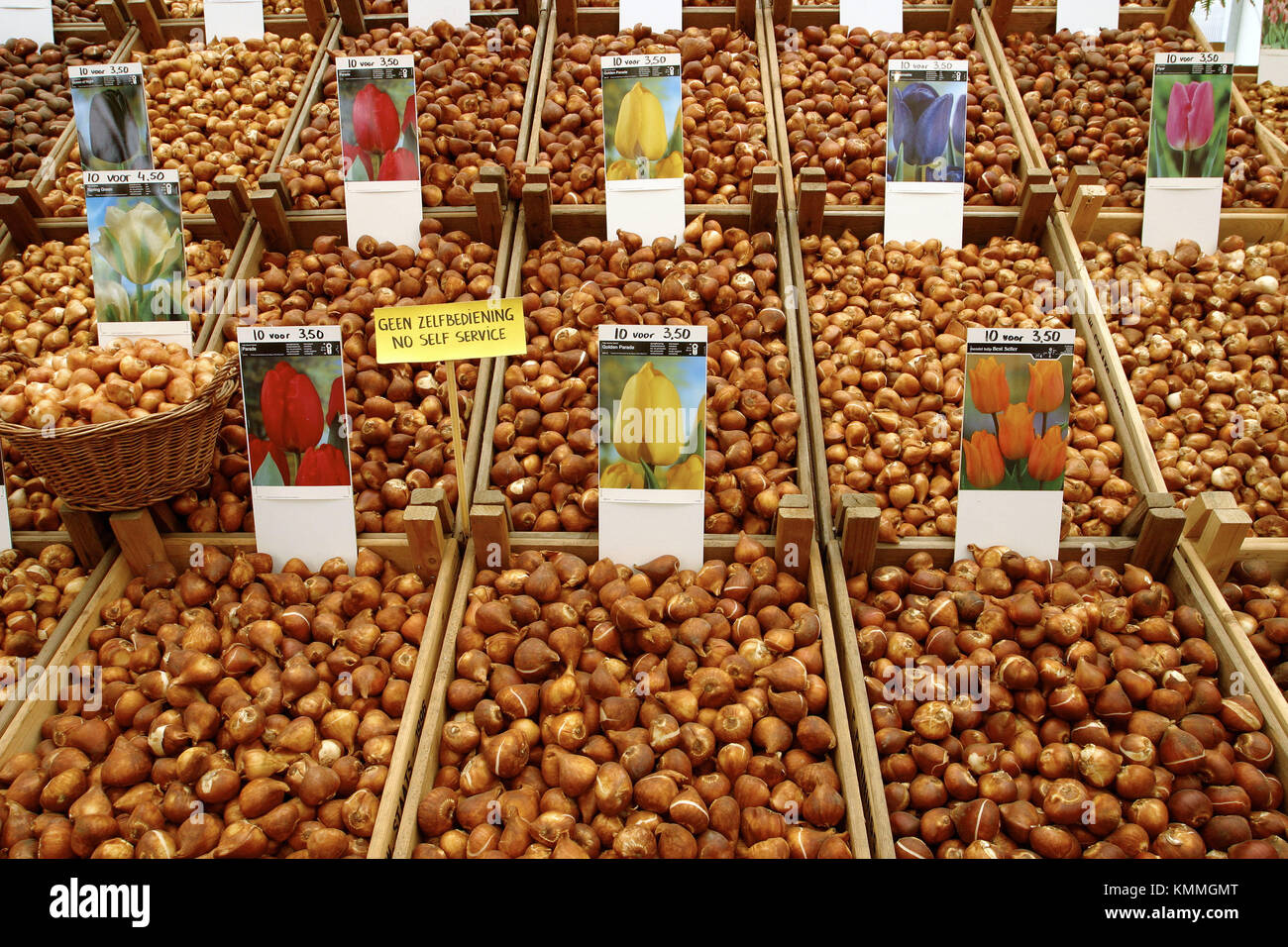 Tulip bulbs. Amsterdam. Holland Stock Photo Alamy