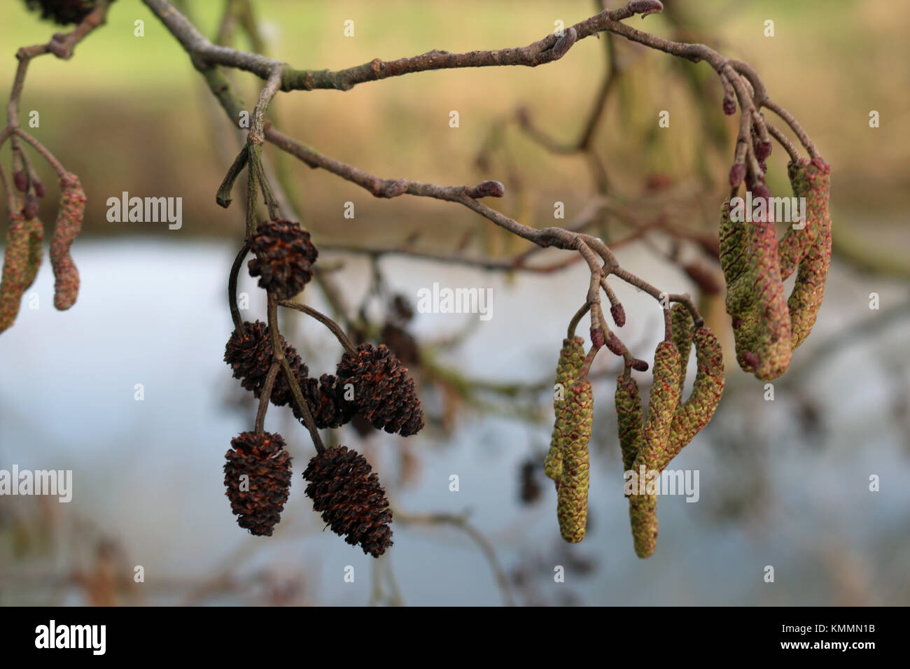 Alder tree (Alnus glutinosa) cones and flowers at the end of a small branch with a blurred background. Stock Photo