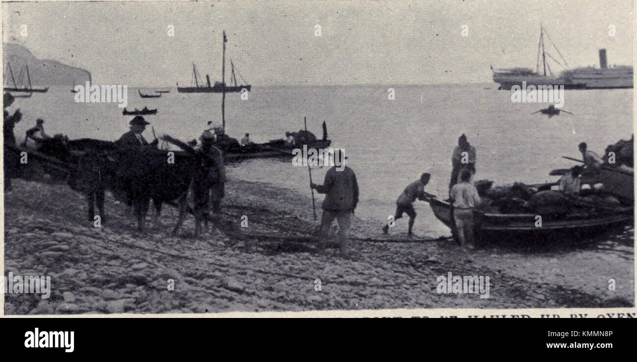 This photograph from 1909 shows a country market scene at Funchal Beach, Madeira. A boat is being hauled ashore by oxen, showcasing the traditional methods of transport and the agricultural practices of the time. Stock Photo