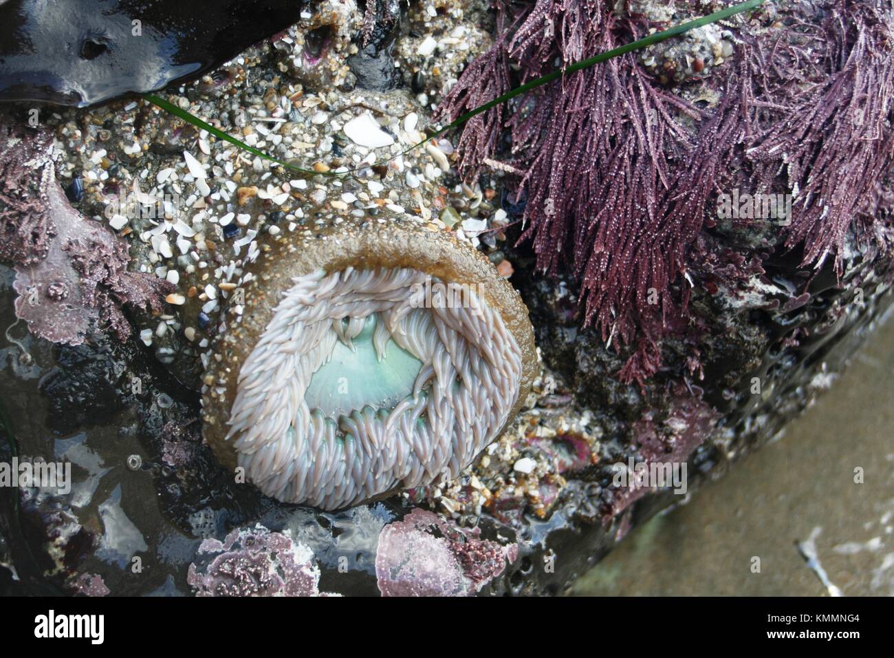 Sea anemone at Natural Bridges State Beach, Santa Cruz California Stock Photo