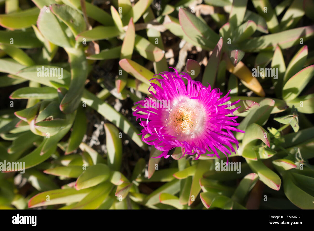 Carpobrotus rossii is a succulent, edible plant, native to Australia where it is commonly known as Karkalla, usually found on the coastline Stock Photo