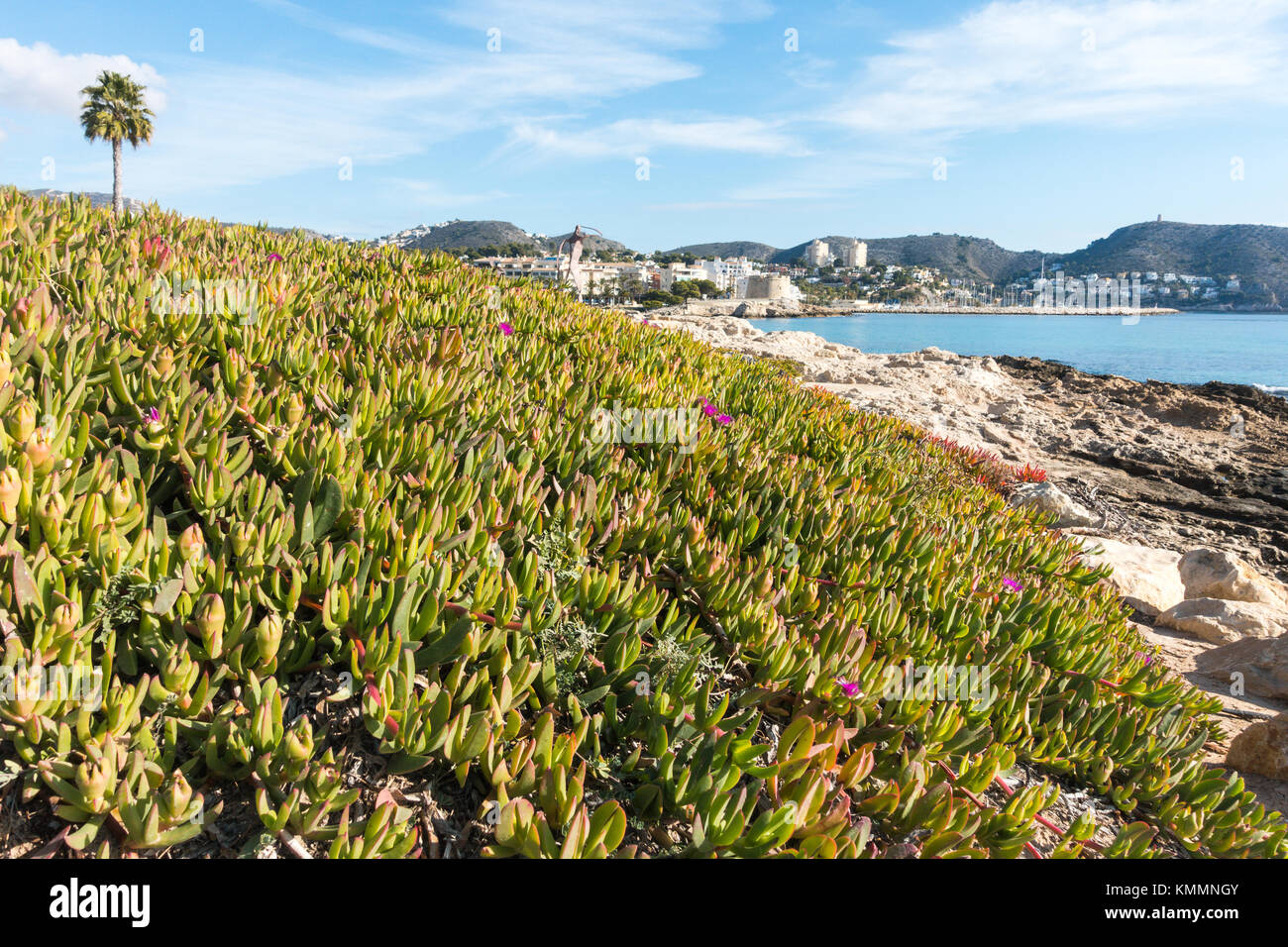 Carpobrotus rossii is a succulent, edible plant, native to Australia where it is commonly known as Karkalla, usually found on the coastline Stock Photo