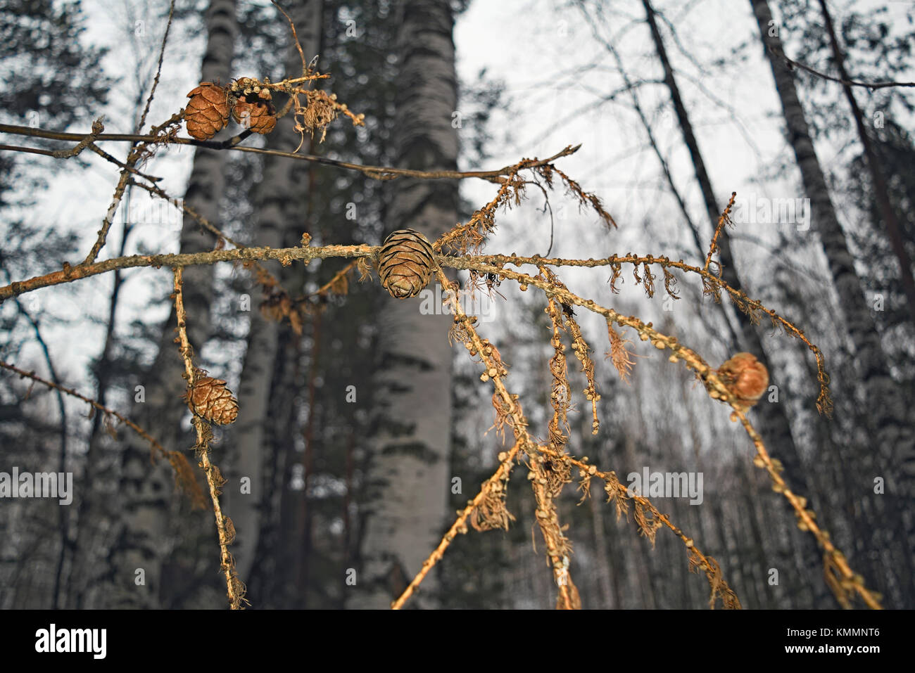 Dry tree branches over blue hi-res stock photography and images - Alamy