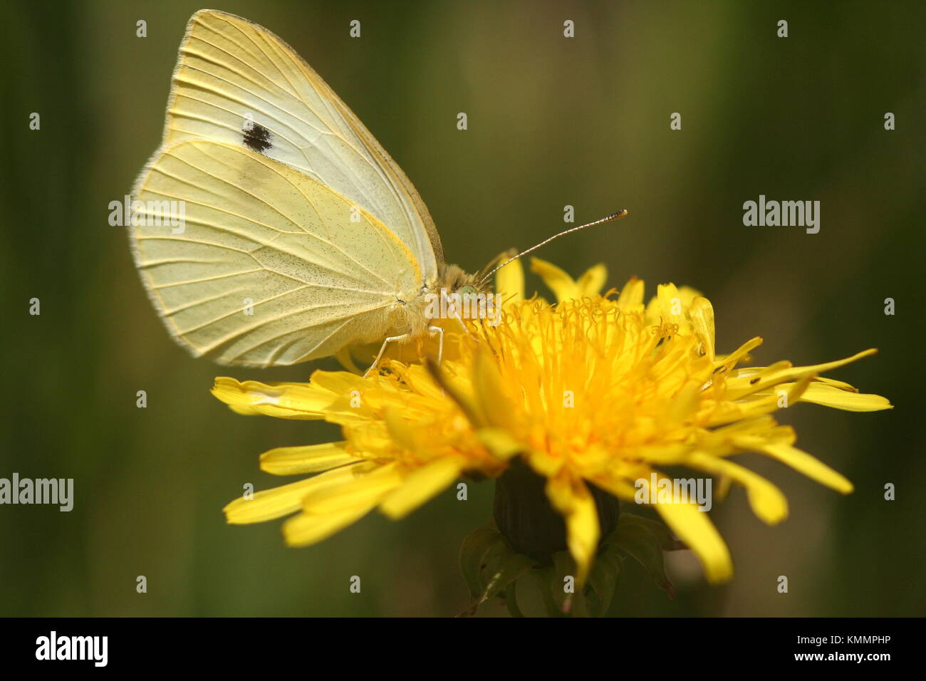 White Butterfly Cabbage moth, Pieris rapae. Stock Photo