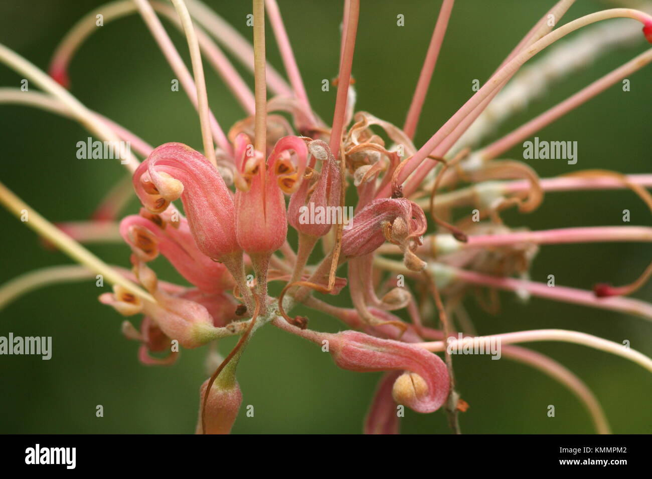 Grevillea flower close-up Stock Photo