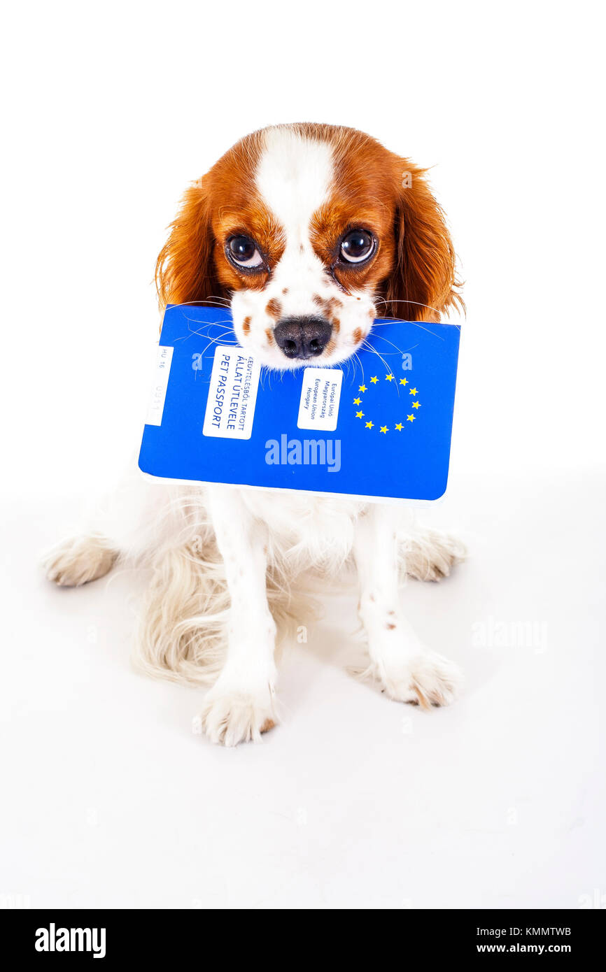 Dog with pet passport immigrating or ready for a vacation. King Charles spaniel carry animal id passport. Dog passport concept isolated on white background. Cavalier spaniel studio photo illustration. Stock Photo