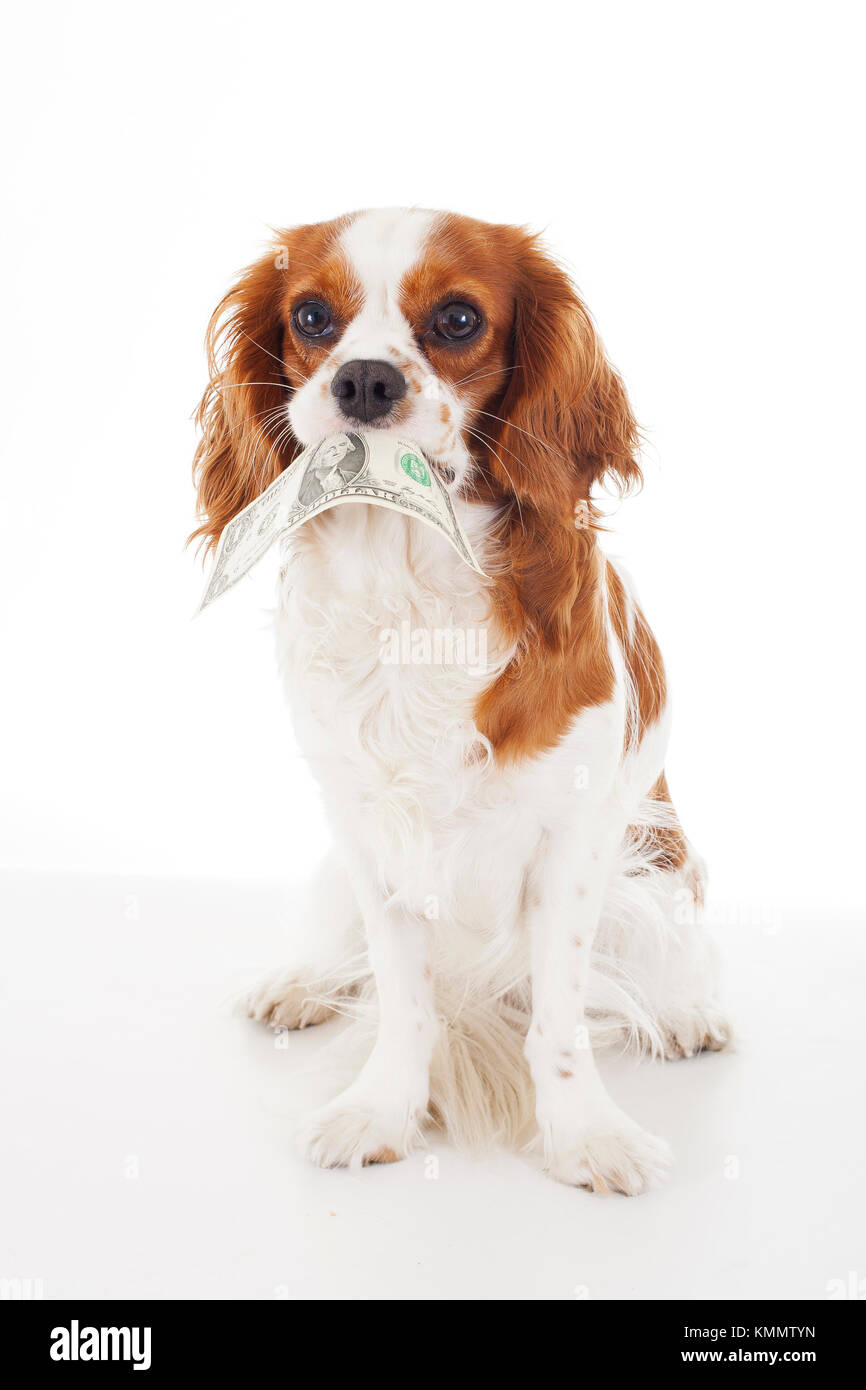 Dollar bill illustration. Dog with dollar illustrate animal costs. Spaniel dog with money. Pure bred cavalier king charles spaniel trained dog love to work. Stock Photo