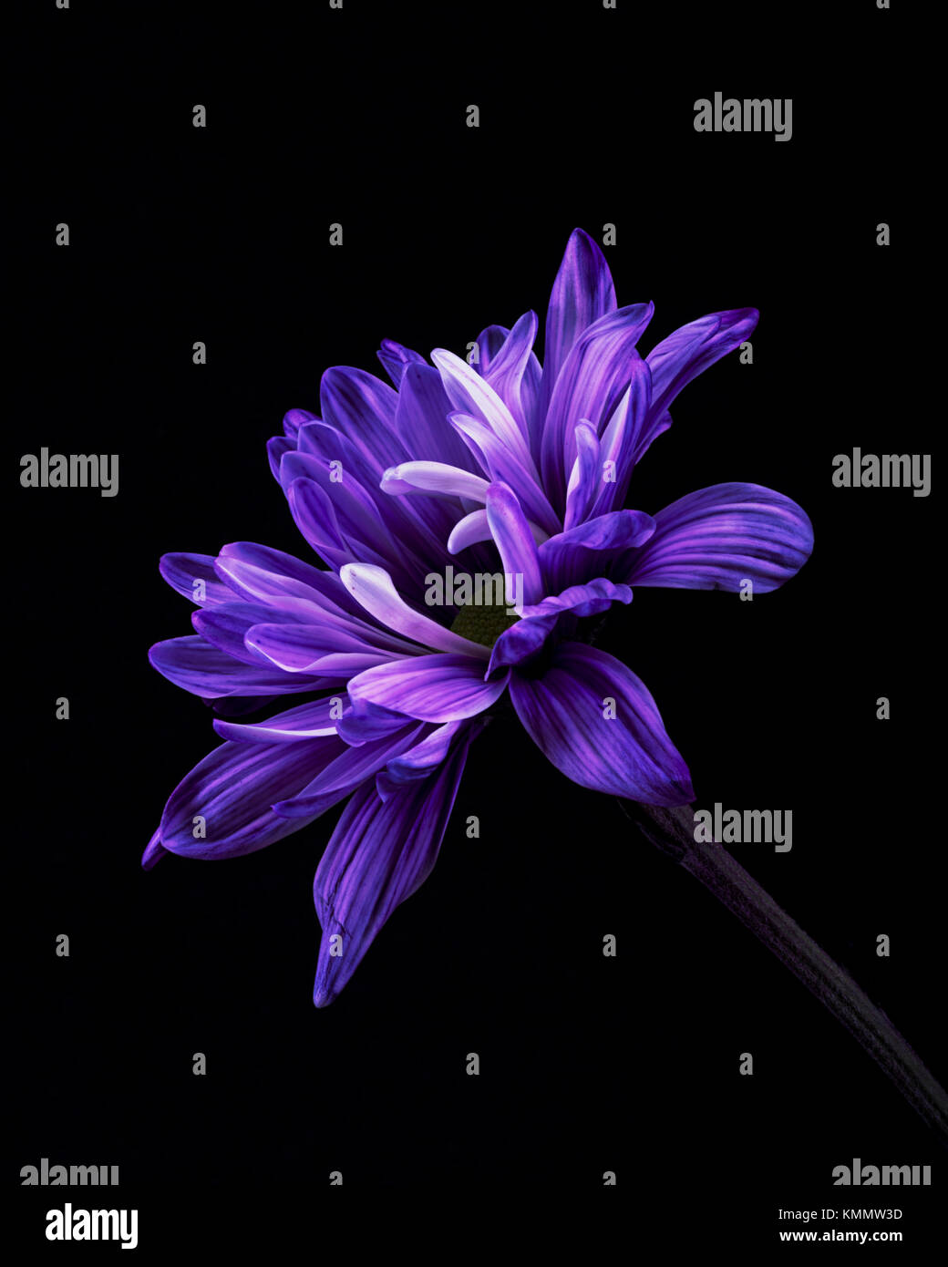 Single, Vivid, Bright Purple Flower on Plain Black Background Stock Photo -  Alamy