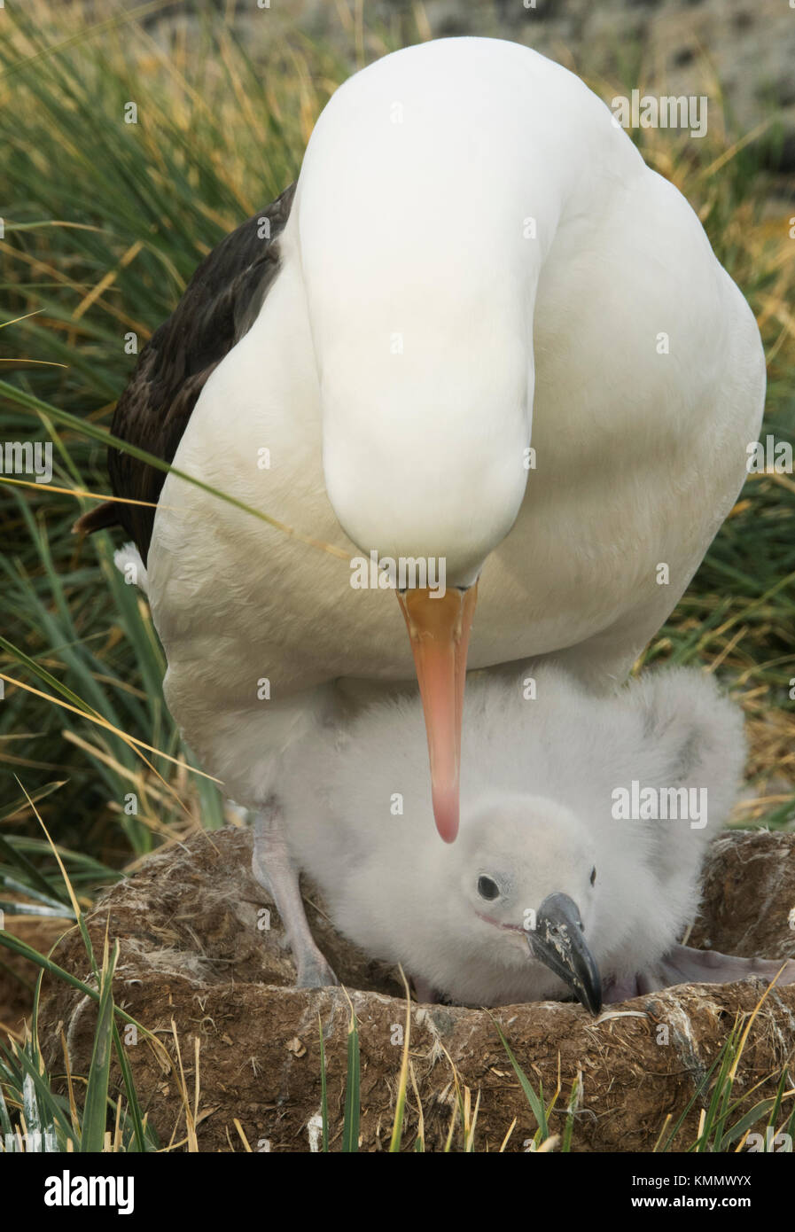 Black-browed Albatross and chick on nest, Steeple Jason island, Falkland Islands Stock Photo