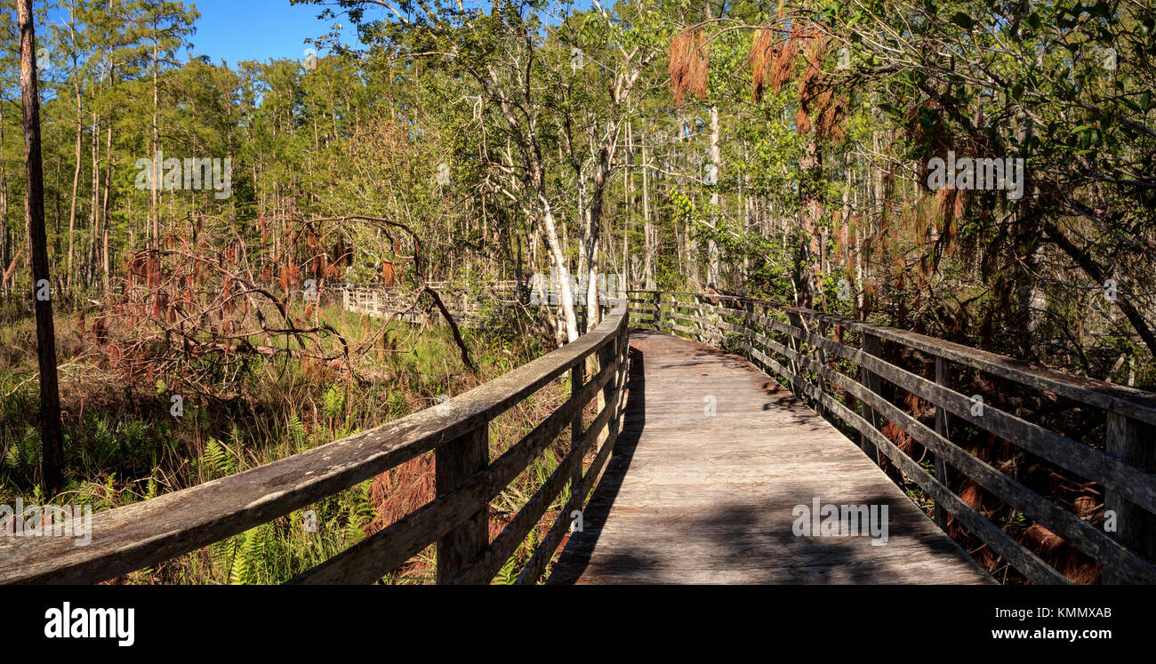 Boardwalk path at Corkscrew Swamp Sanctuary in Naples, Florida through pond cypress trees
