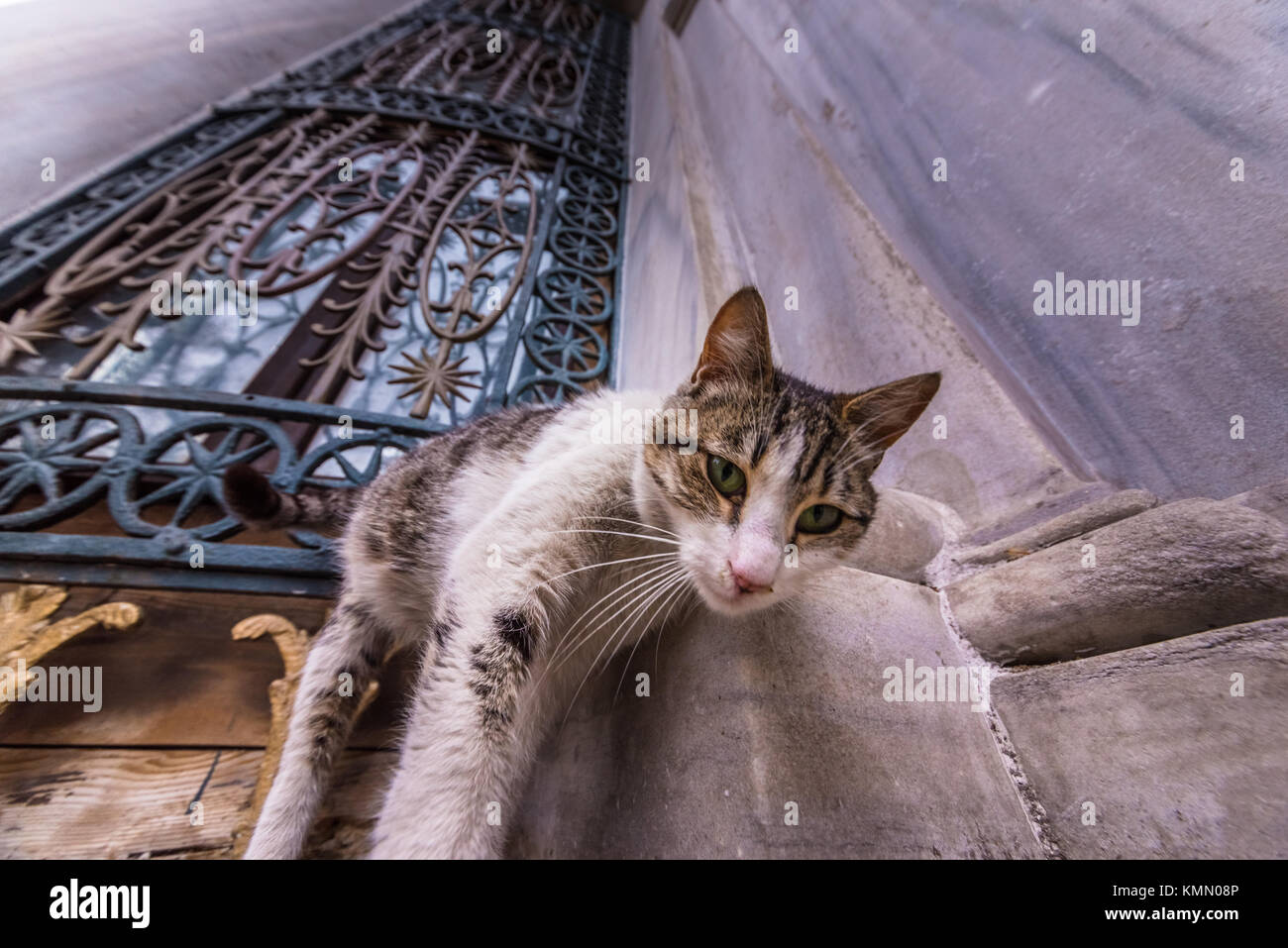 Istanbul Homeless Cat On The Corner Of A Marble Wall Of Mosque In The Town Of Istanbul Turkey Stock Photo Alamy