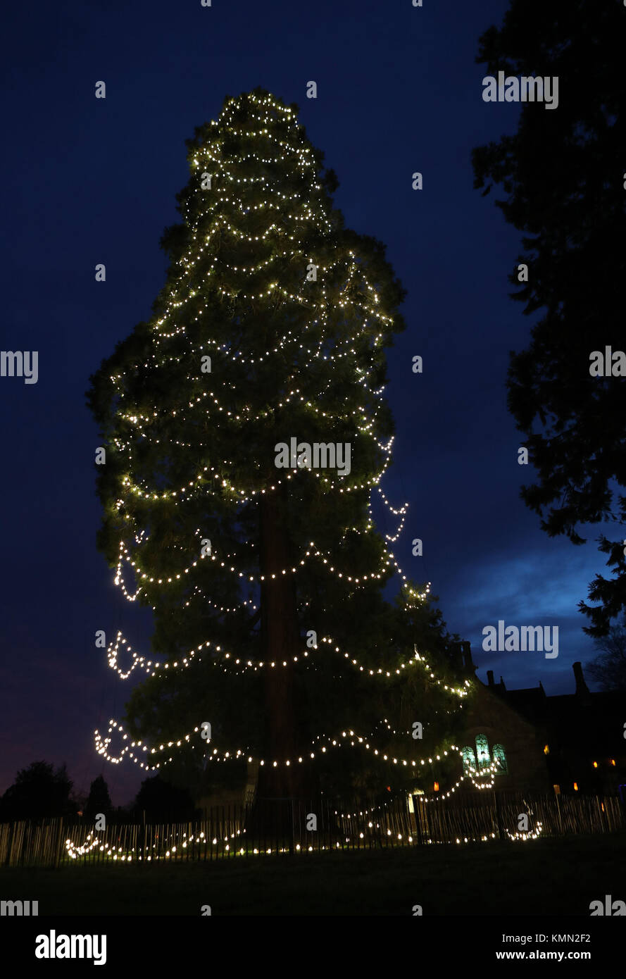 Britains tallest living christmas tree hires stock photography and