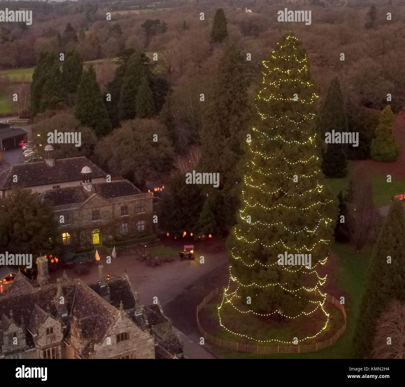 Britain's tallest living Christmas tree, a 110 foot tall giant redwood