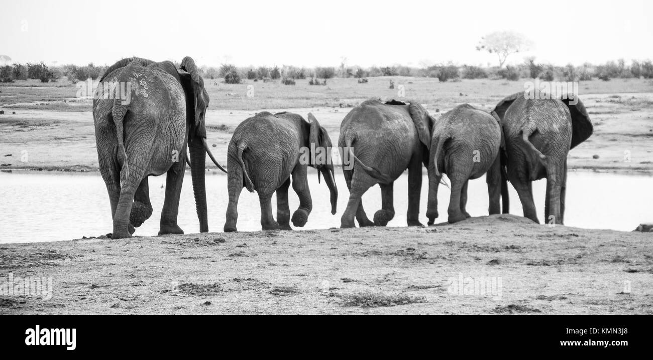 Heard of elephants Stock Photo