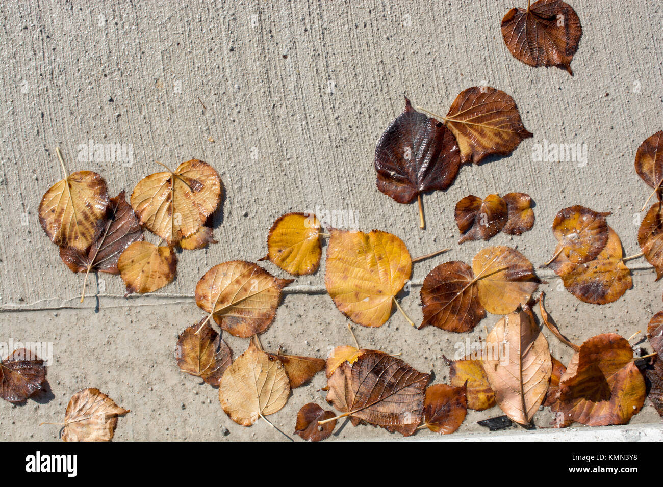 Beautiful dry leaves as an autumn background Stock Photo - Alamy