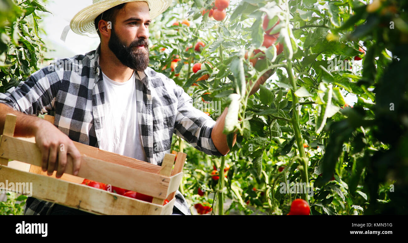 Male farmer picking fresh tomatoes from his hothouse garden Stock Photo ...