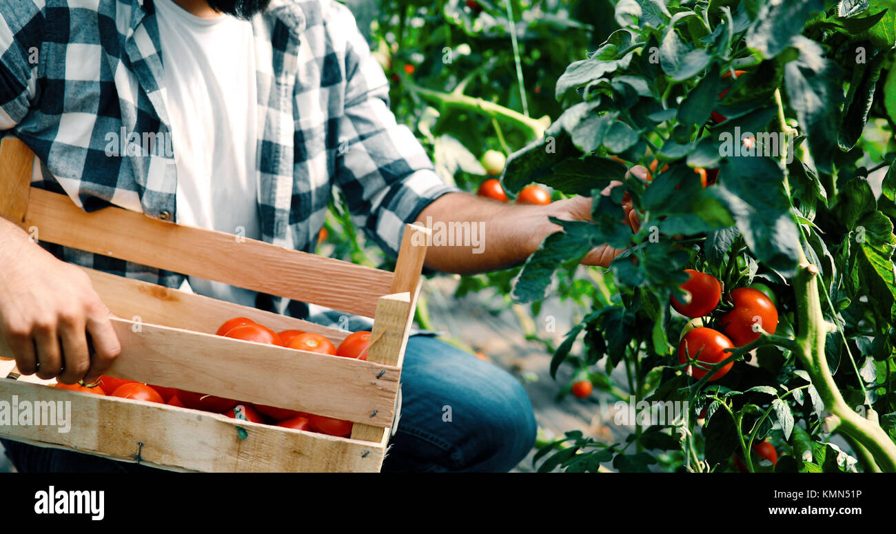 Male farmer picking fresh tomatoes from his hothouse garden Stock Photo ...