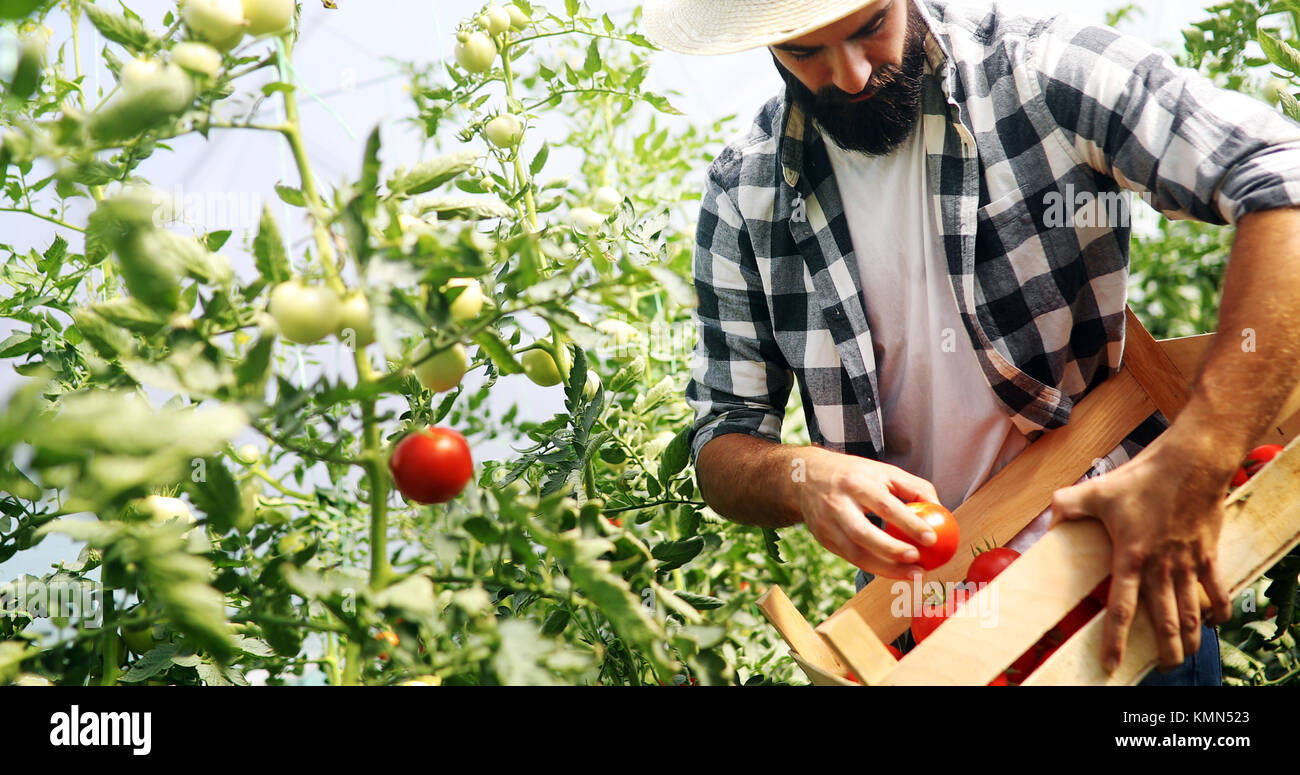 Male farmer picking fresh tomatoes from his hothouse garden Stock Photo ...