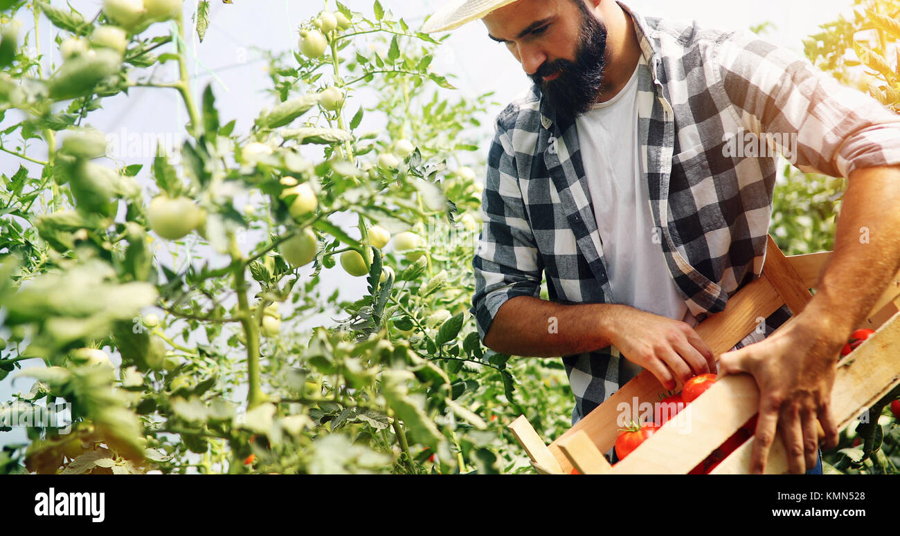 Male farmer picking fresh tomatoes from his hothouse garden Stock Photo