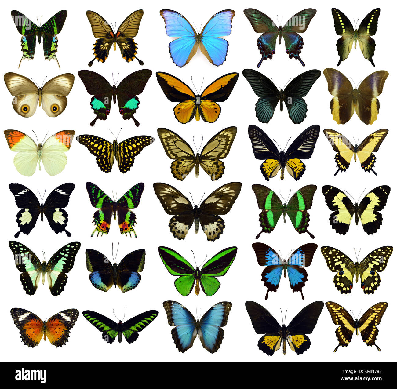 Collection of beautiful exotic colorful butterflies isolated on white