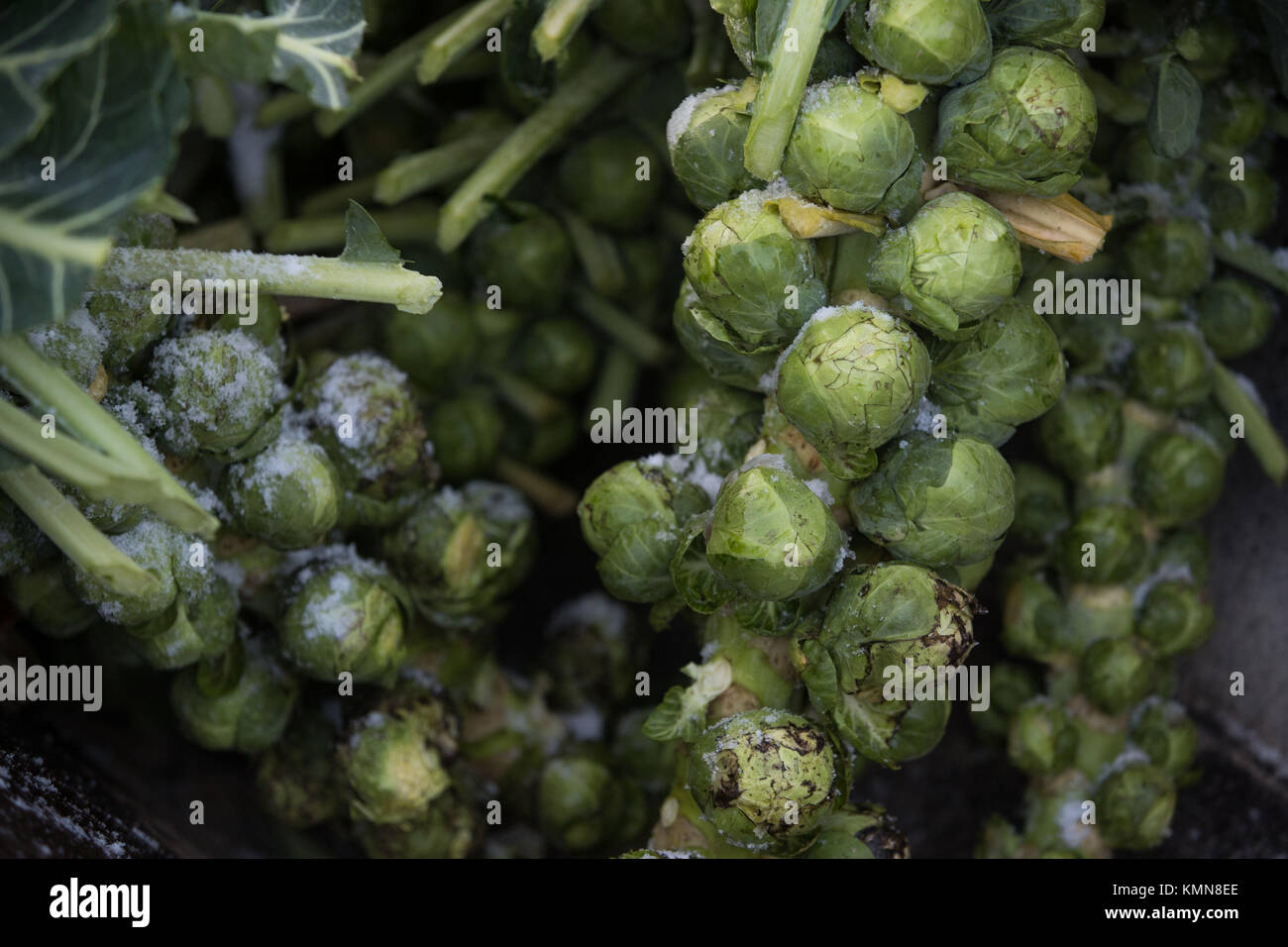 Brussels sprouts are harvested at Essington Farm in Wolverhampton in the run up to Christmas. Parts of Britain woke to a blanketing of snow on Friday morning as forecasters warned up to 20cm (8in) could fall in some places. Stock Photo