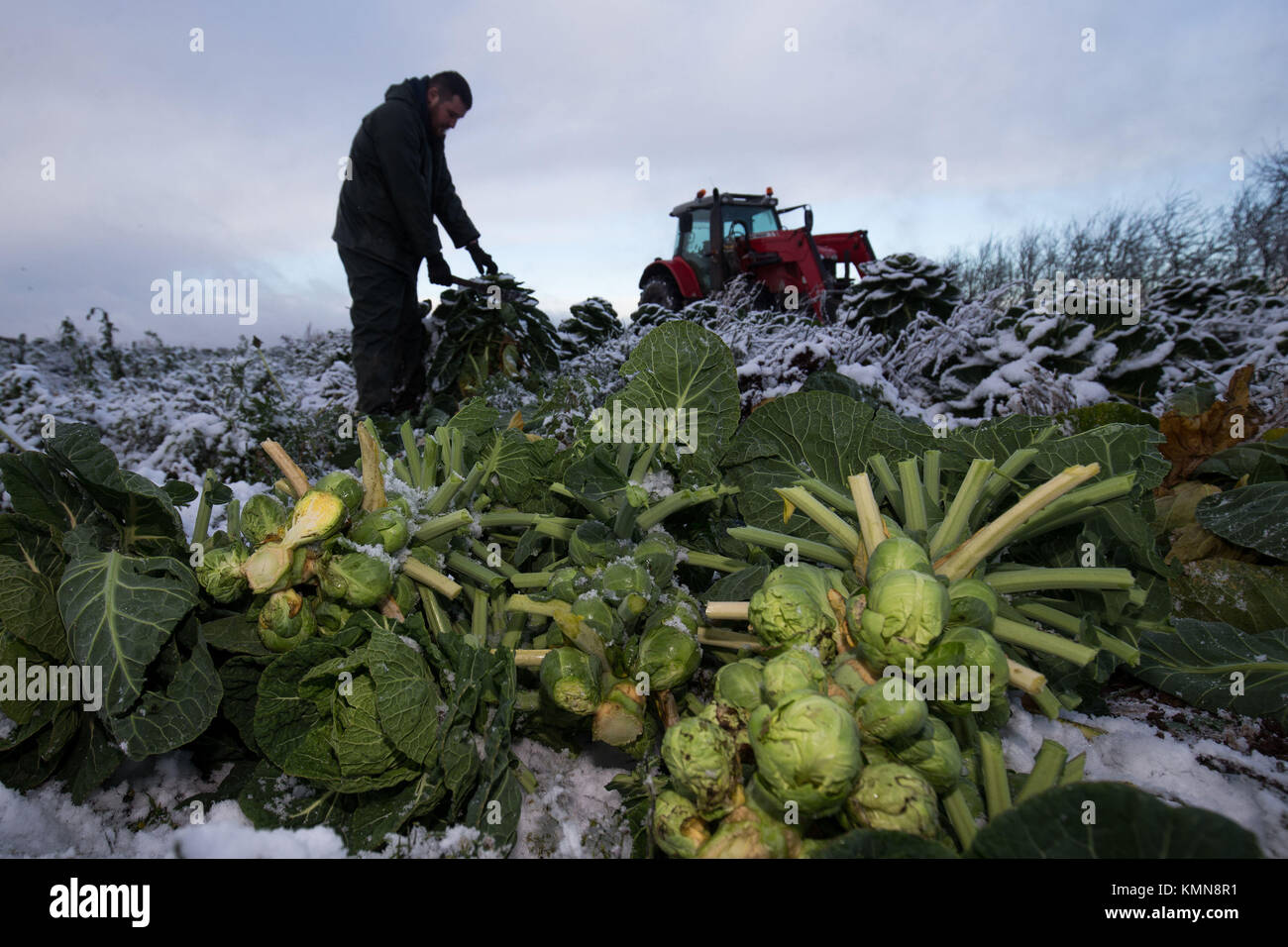 Josh Clewley harvests Brussels sprouts at Essington Farm in Wolverhampton in the run up to Christmas. Parts of Britain woke to a blanketing of snow on Friday morning as forecasters warned up to 20cm (8in) could fall in some places. Stock Photo