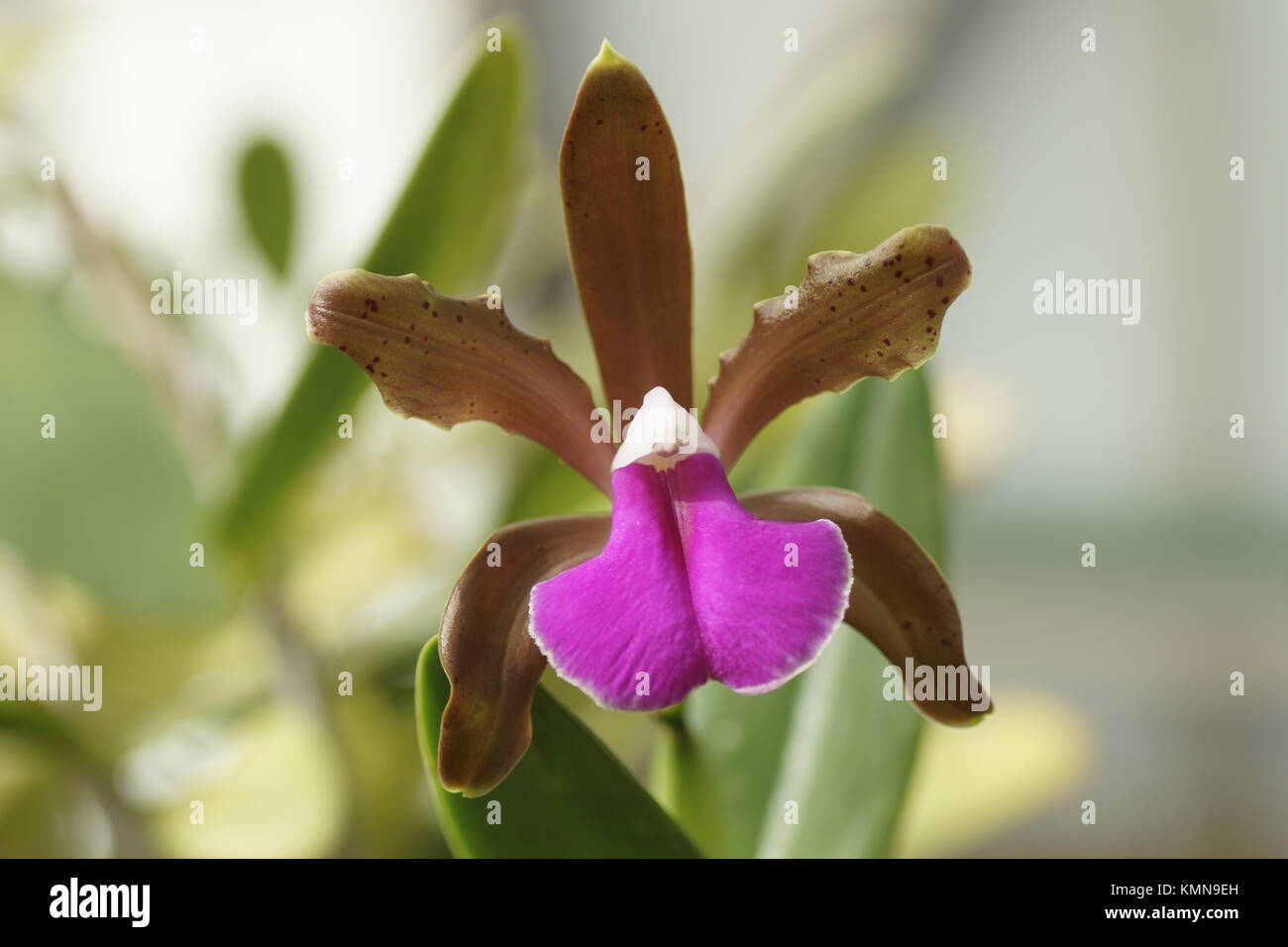 Cattleya bicolor ssp minasgeraensis Stock Photo