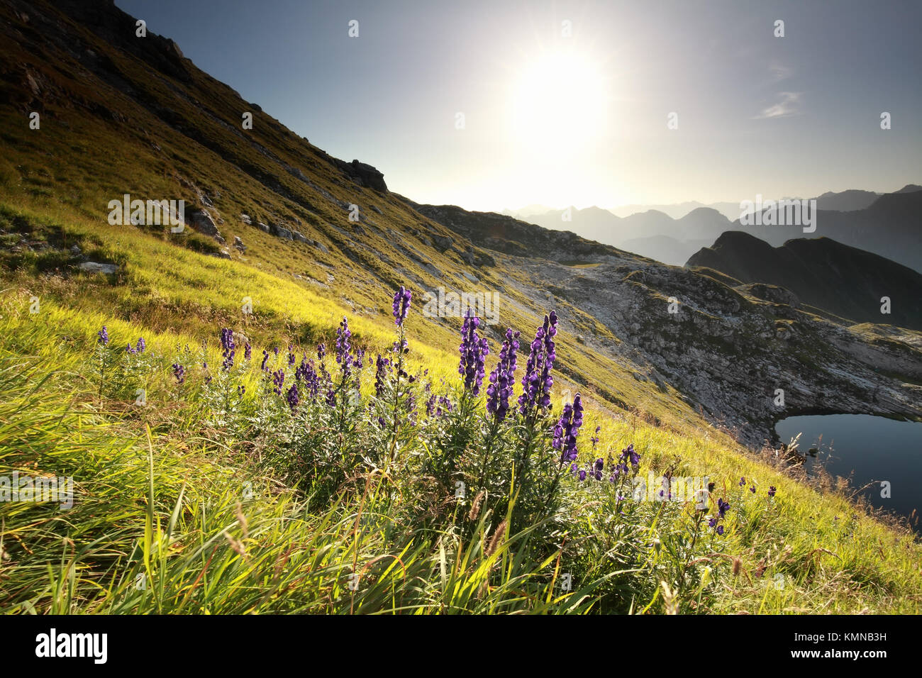 morning sunshine over purple alpine flowers in mountains Stock Photo