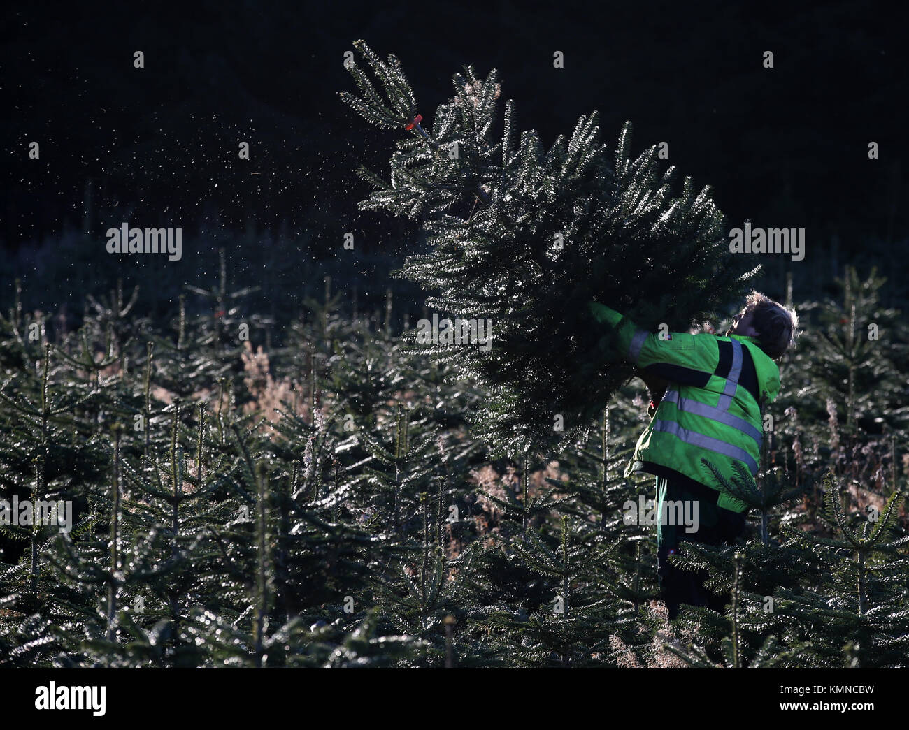 Forester James Quickenden moves Christmas trees after they were cut