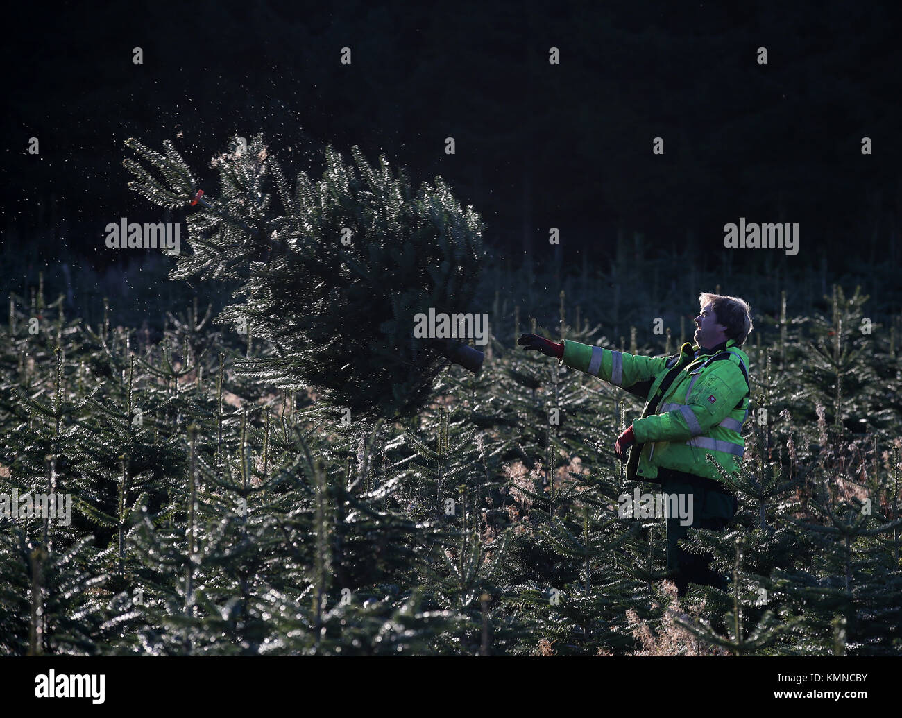 Forester James Quickenden moves Christmas trees after they were cut