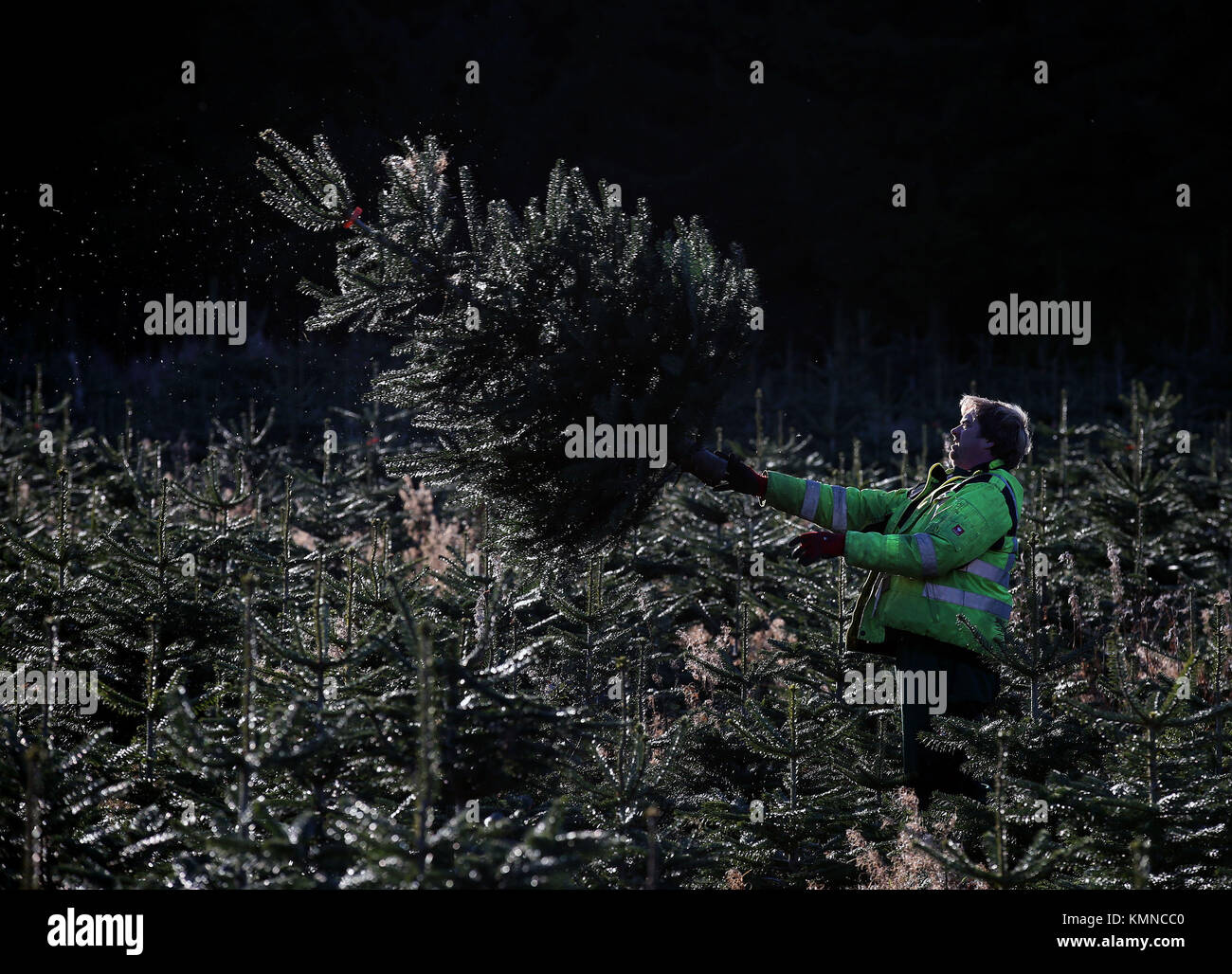 Forester James Quickenden moves Christmas trees after they were cut