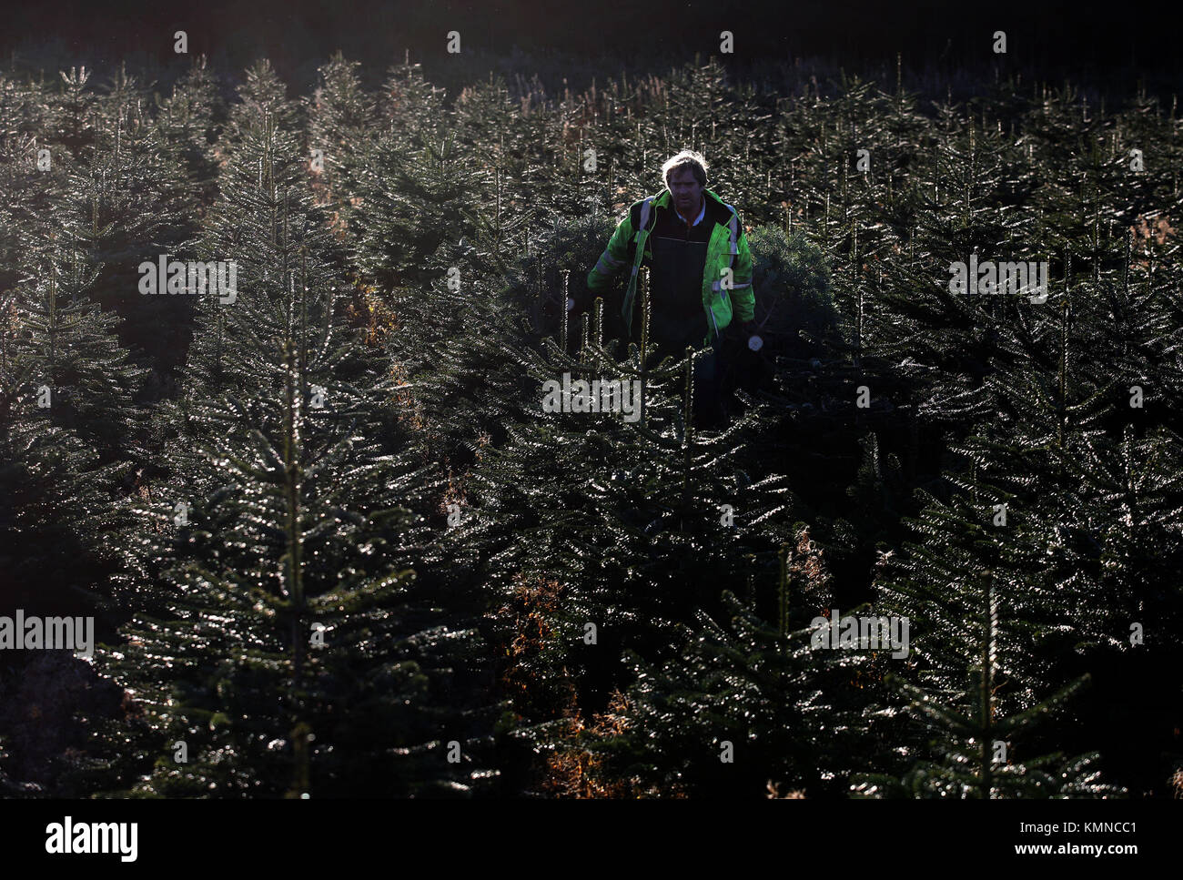 Forester James Quickenden moves Christmas trees after they were cut