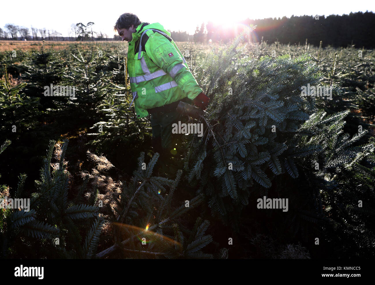 Forester James Quickenden moves Christmas trees after they were cut