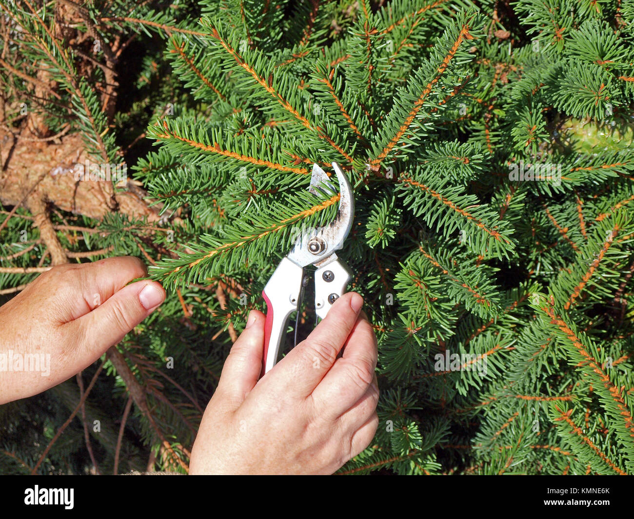 Pruning branch of spruce or fir tree with secateurs or garden shears