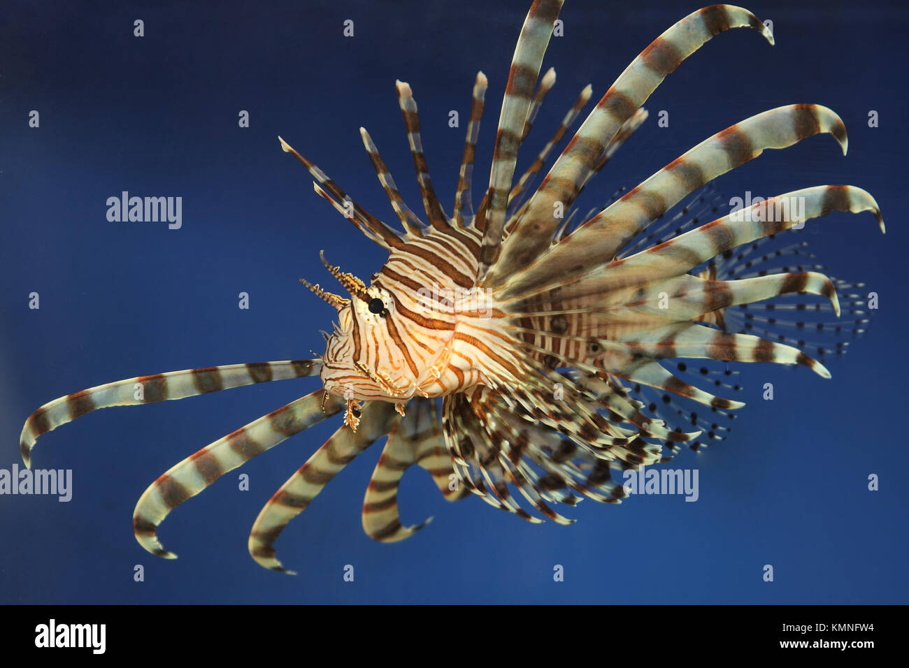 Beautiful tropical small fish in a sea aquarium Stock Photo - Alamy